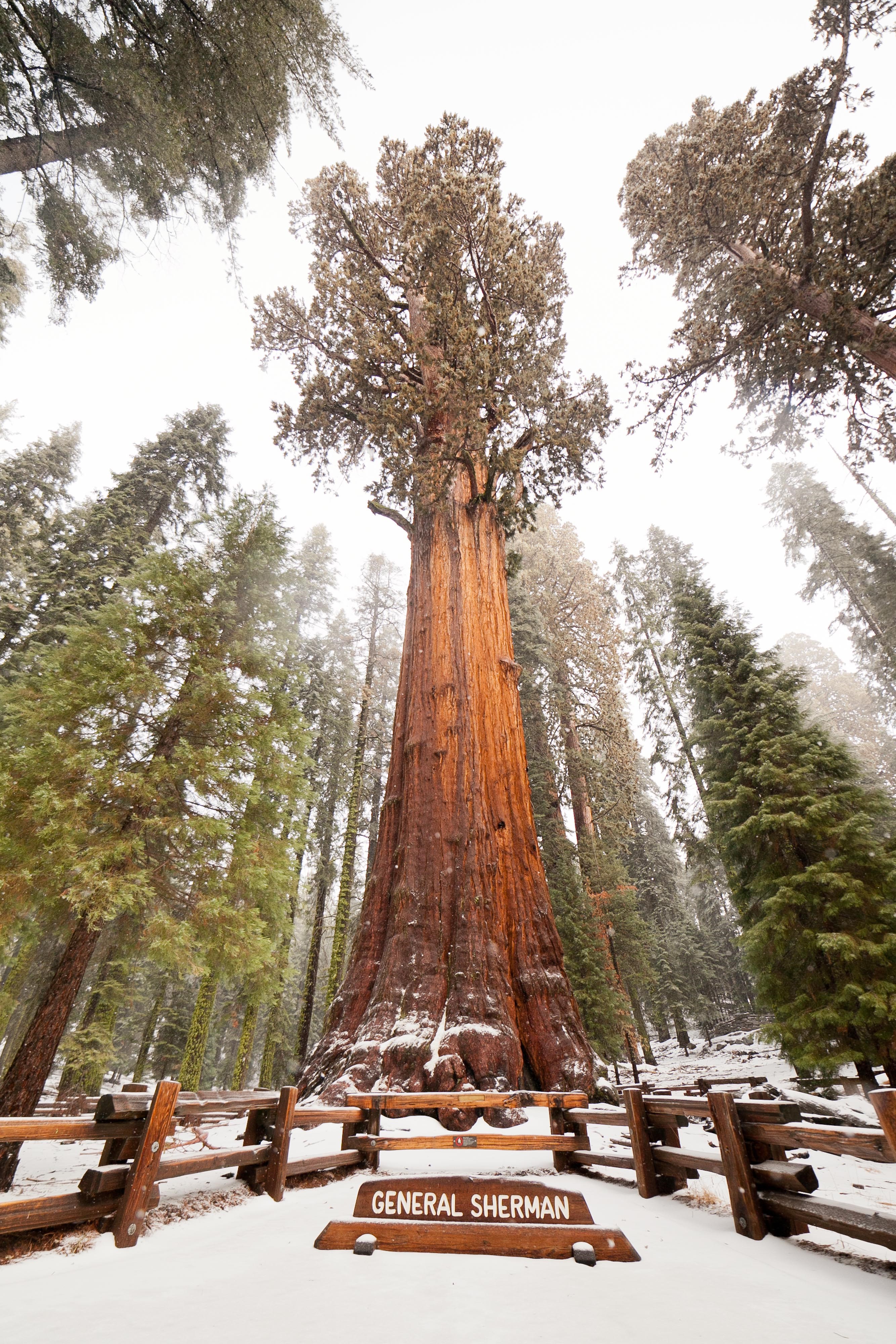 General Sherman Tree Outdoor Project Special Destinations