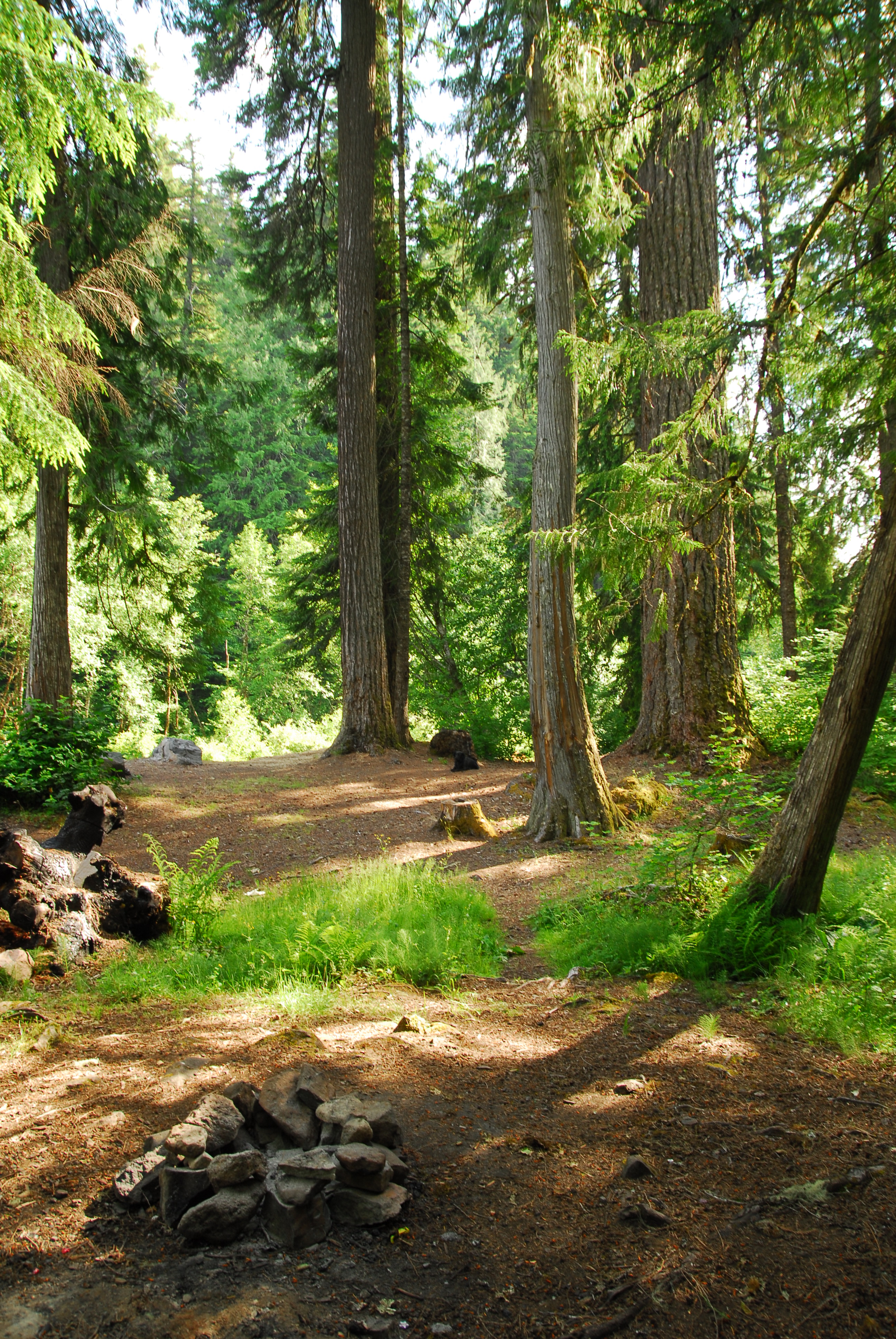 Clackamas River, Upper Campsites camping in Oregon