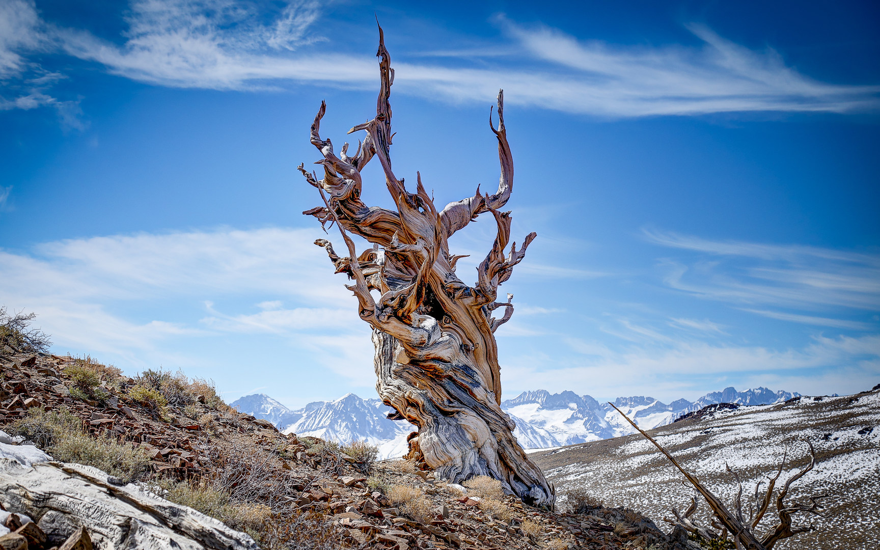 Ancient Bristlecone Pine Forest - California