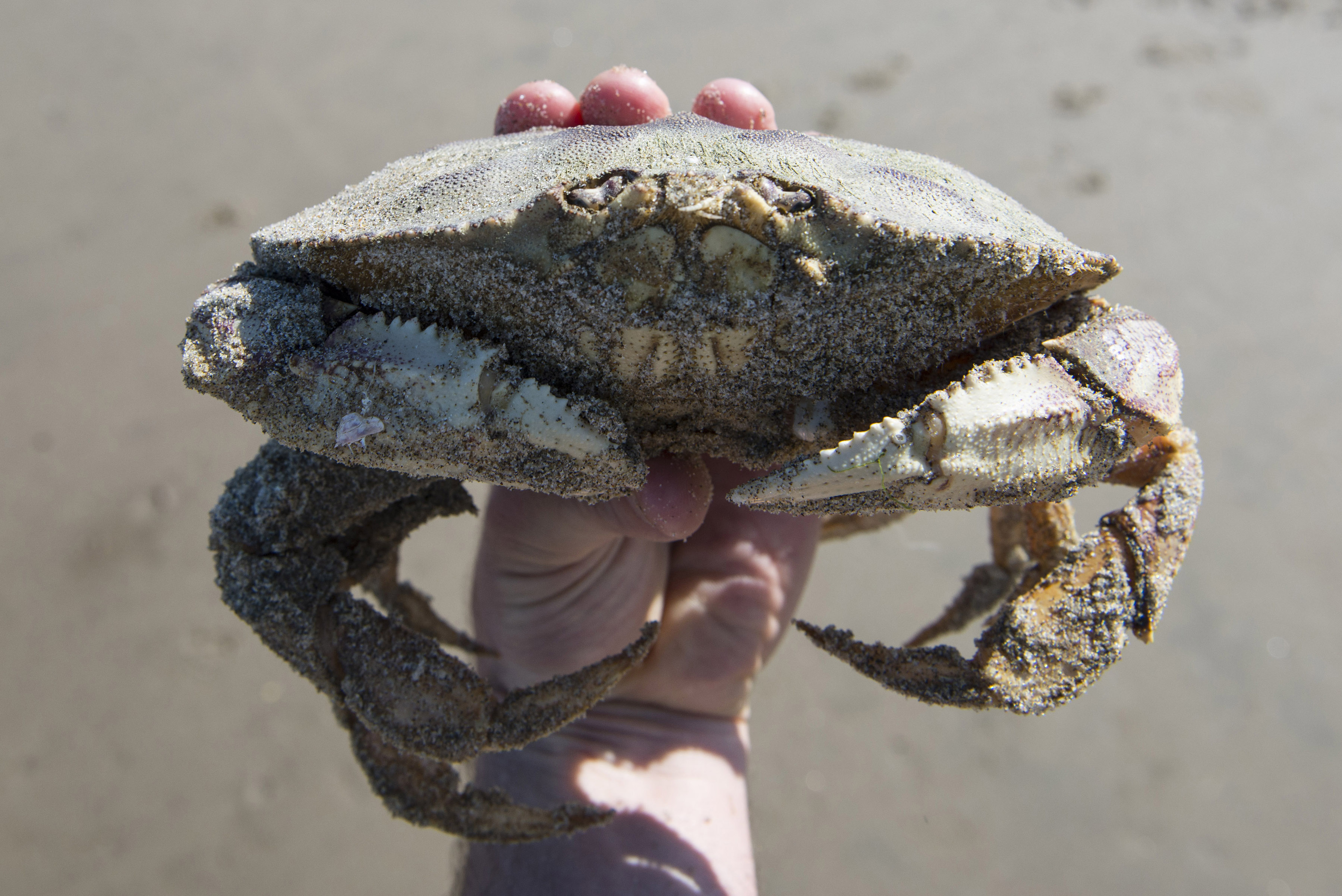 Crabbing + Clamming on the Oregon Coast Rules, Regulations + Licenses