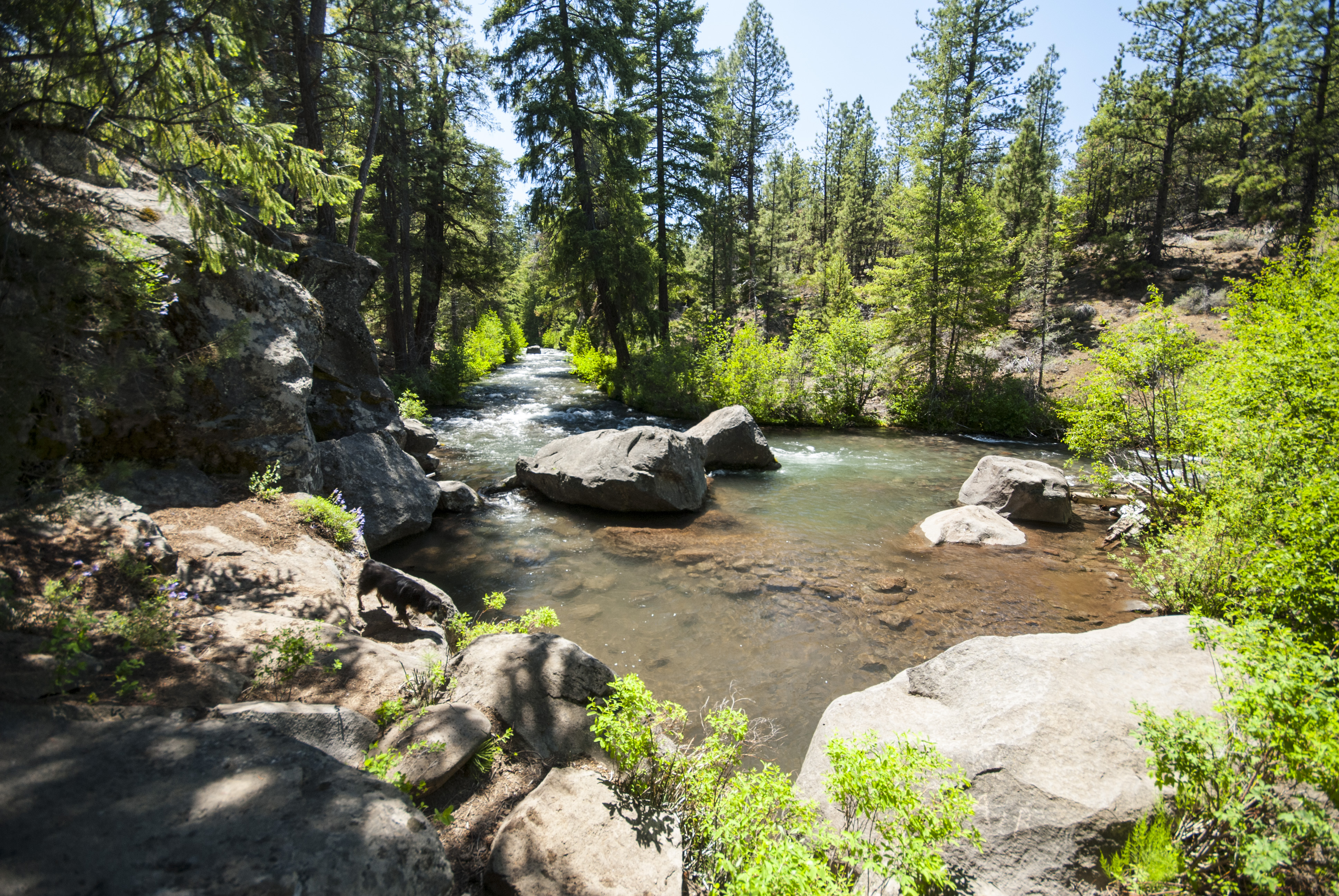 Upper Whychus Creek Trail - Deschutes National Forest - hiking in Oregon