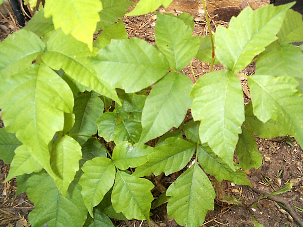 Poison Oak + Poison Ivy: What You Need to Know | Outdoor Project