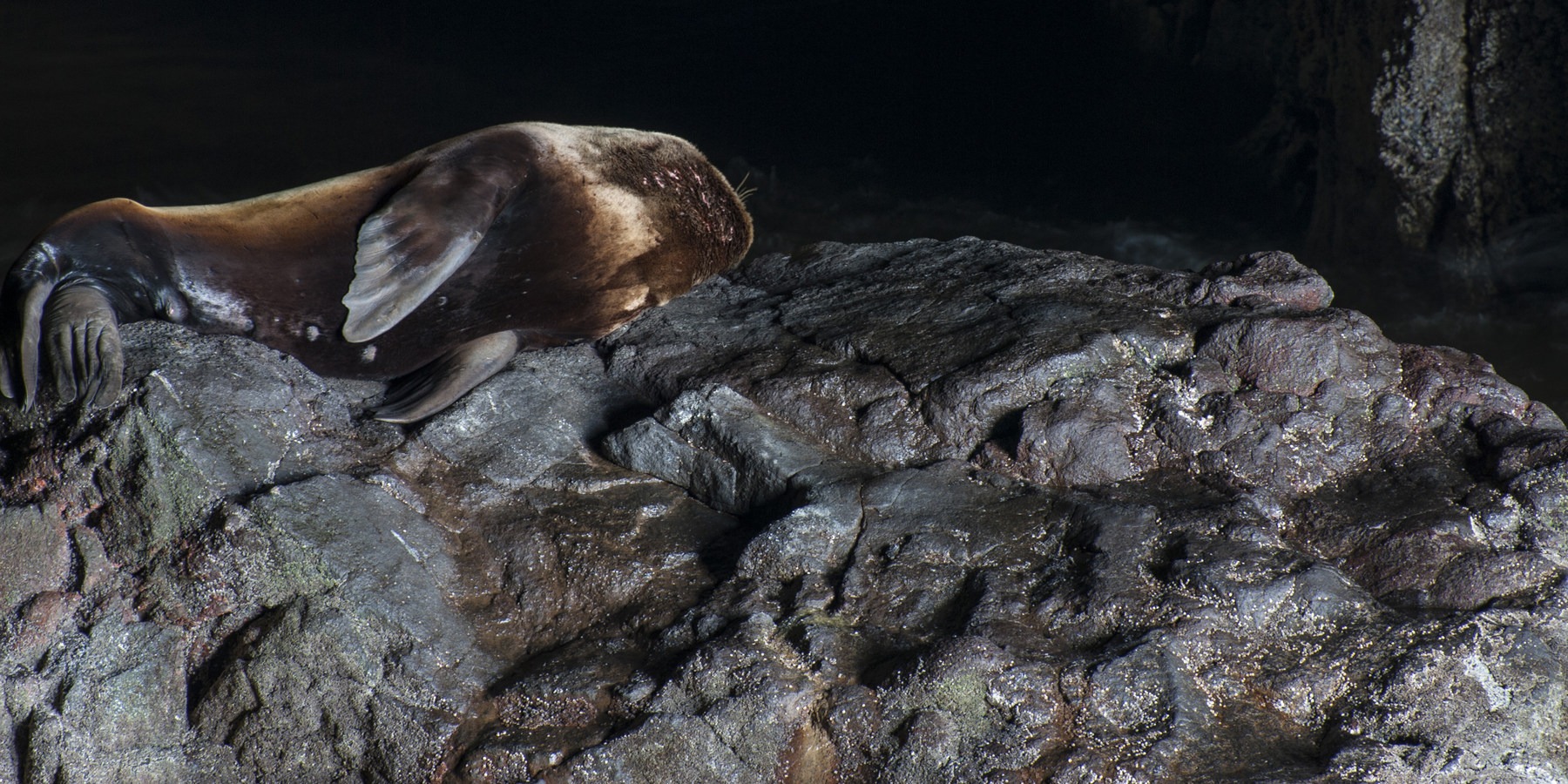 Sea Lion Caves Outdoor Project   Dsc 0006 