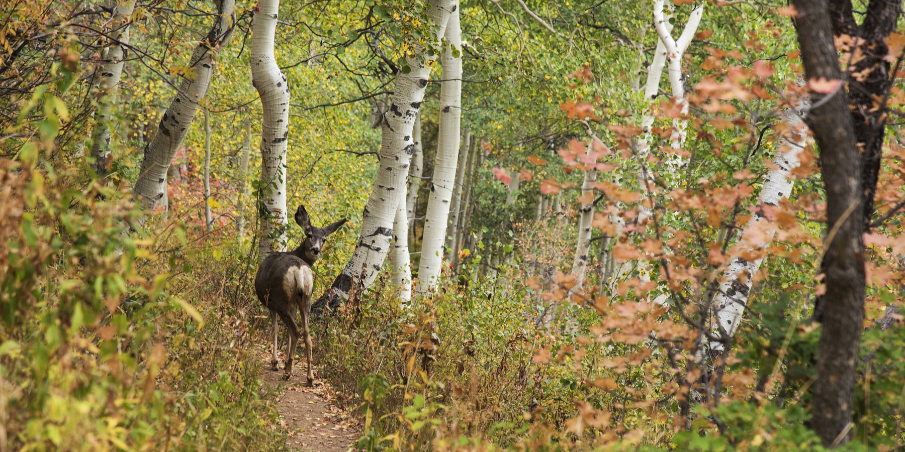 Butler Fork Trail Hike | Outdoor Project