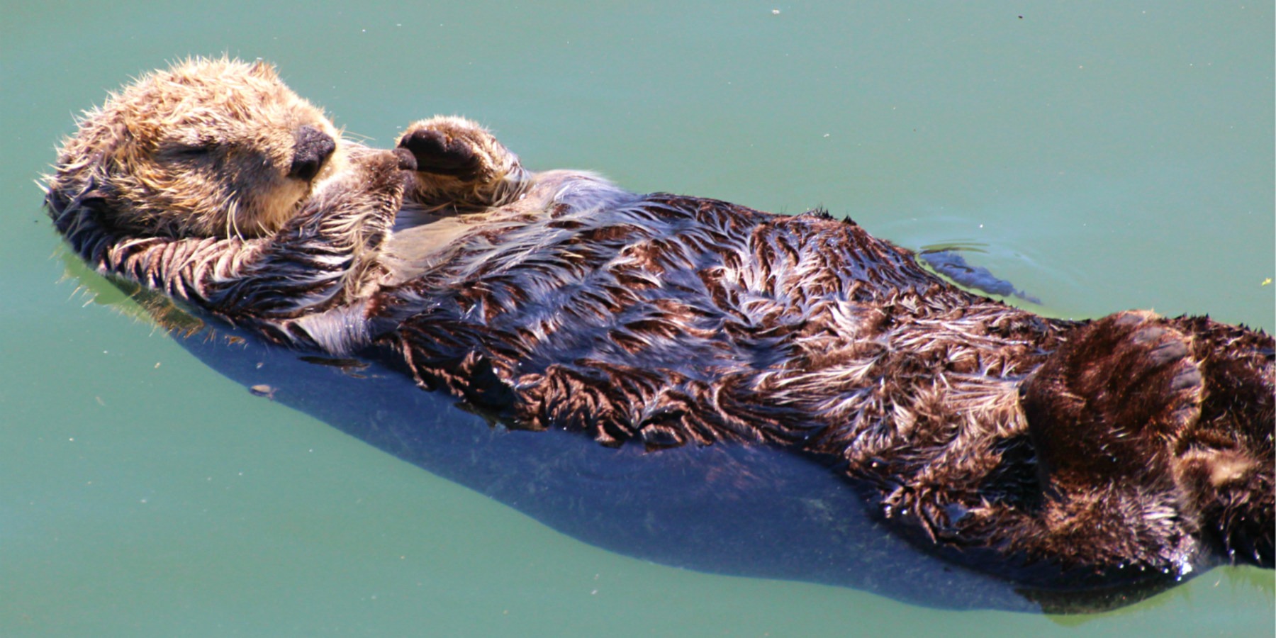 Morro Bay Sea Otter Viewing | Outdoor Project