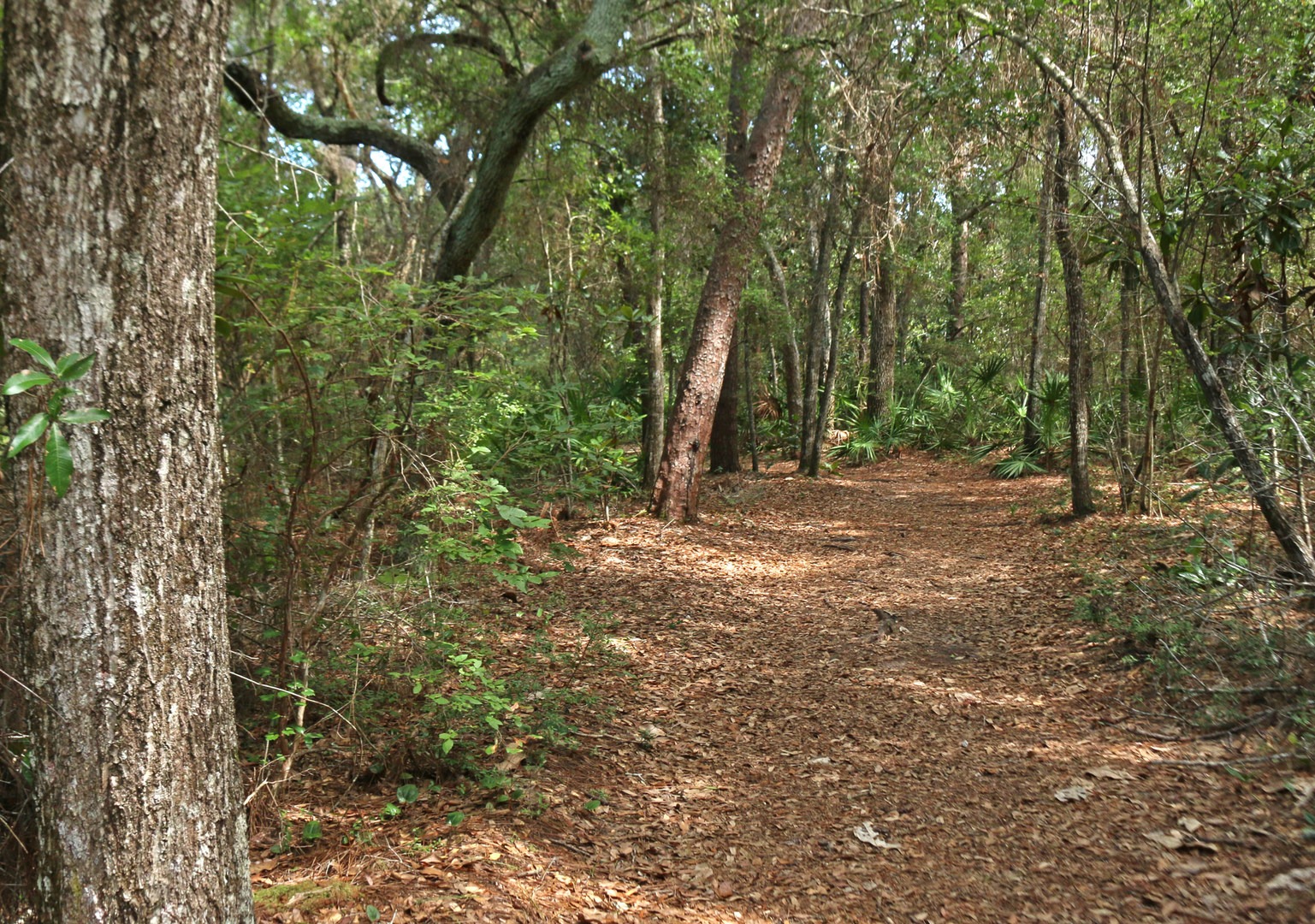 Fred Gannon Rocky Bayou State Park | Outdoor Project