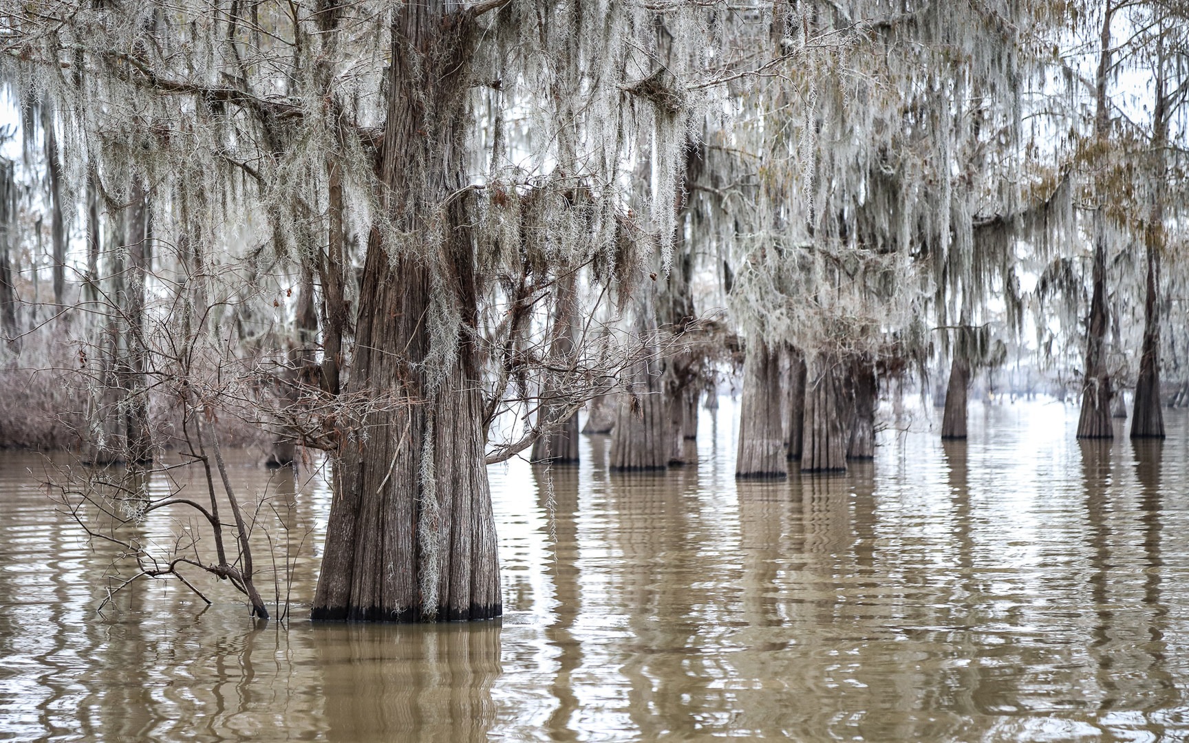 Atchafalaya Swamp Boat Tour | Outdoor Project