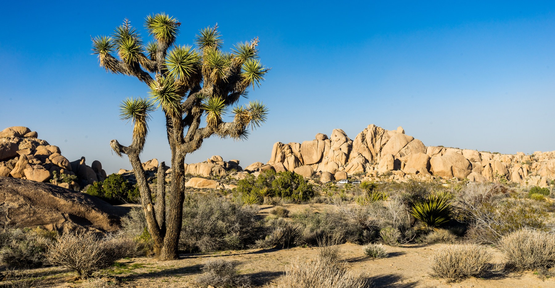 11 Best Day Hikes In Joshua Tree National Park - Outdoor Project