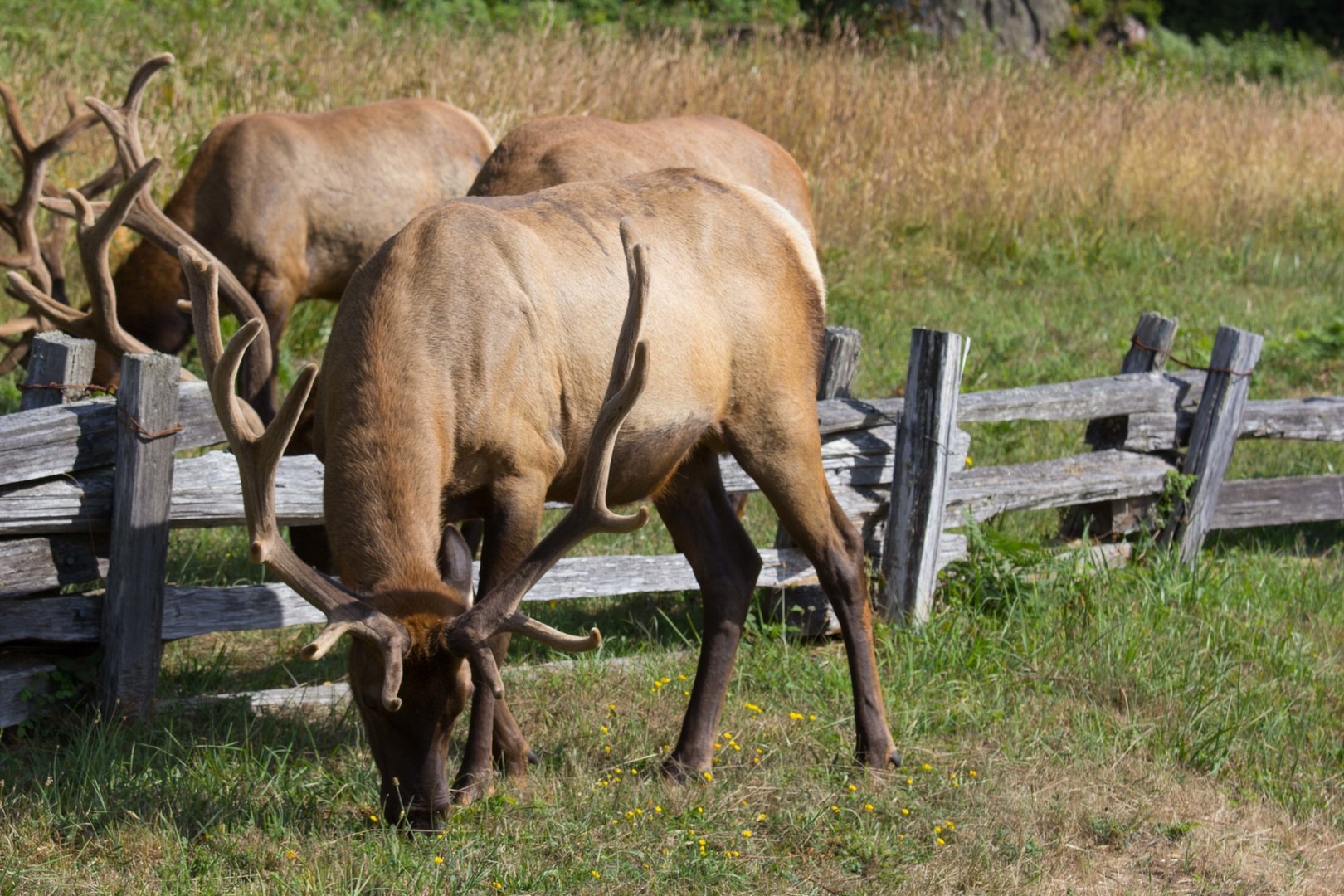 16 Best Adventures For Viewing California Wildlife - Outdoor Project