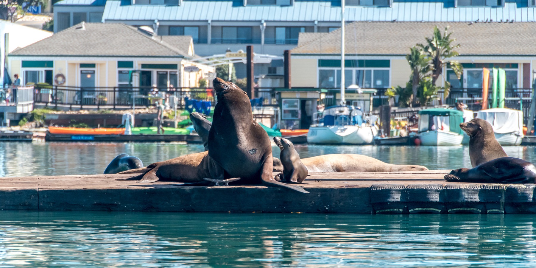 16 Best Adventures For Viewing California Wildlife - Outdoor Project