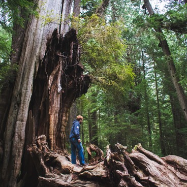 Kalaloch Big Cedar Tree + Grove | Outdoor Project