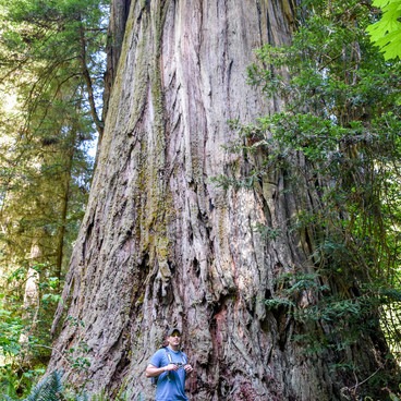 Jedediah Smith Redwoods State Park | Outdoor Project