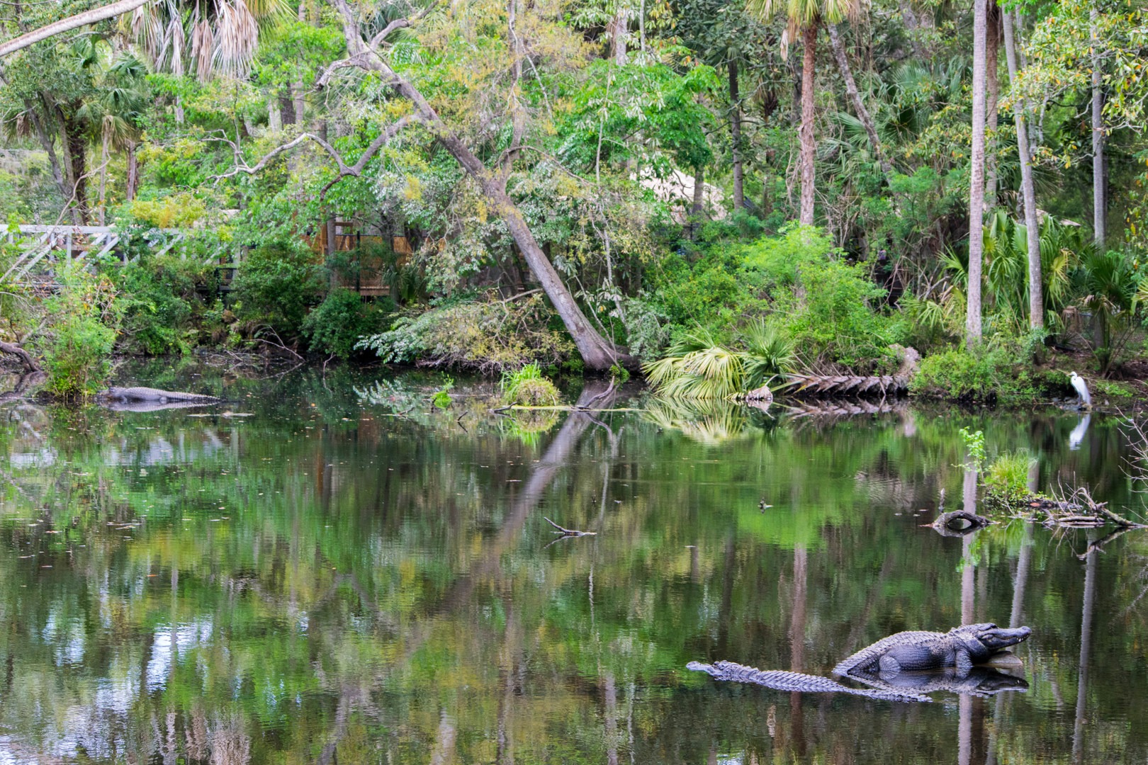 Homosassa Springs Wildlife State Park Outdoor Project