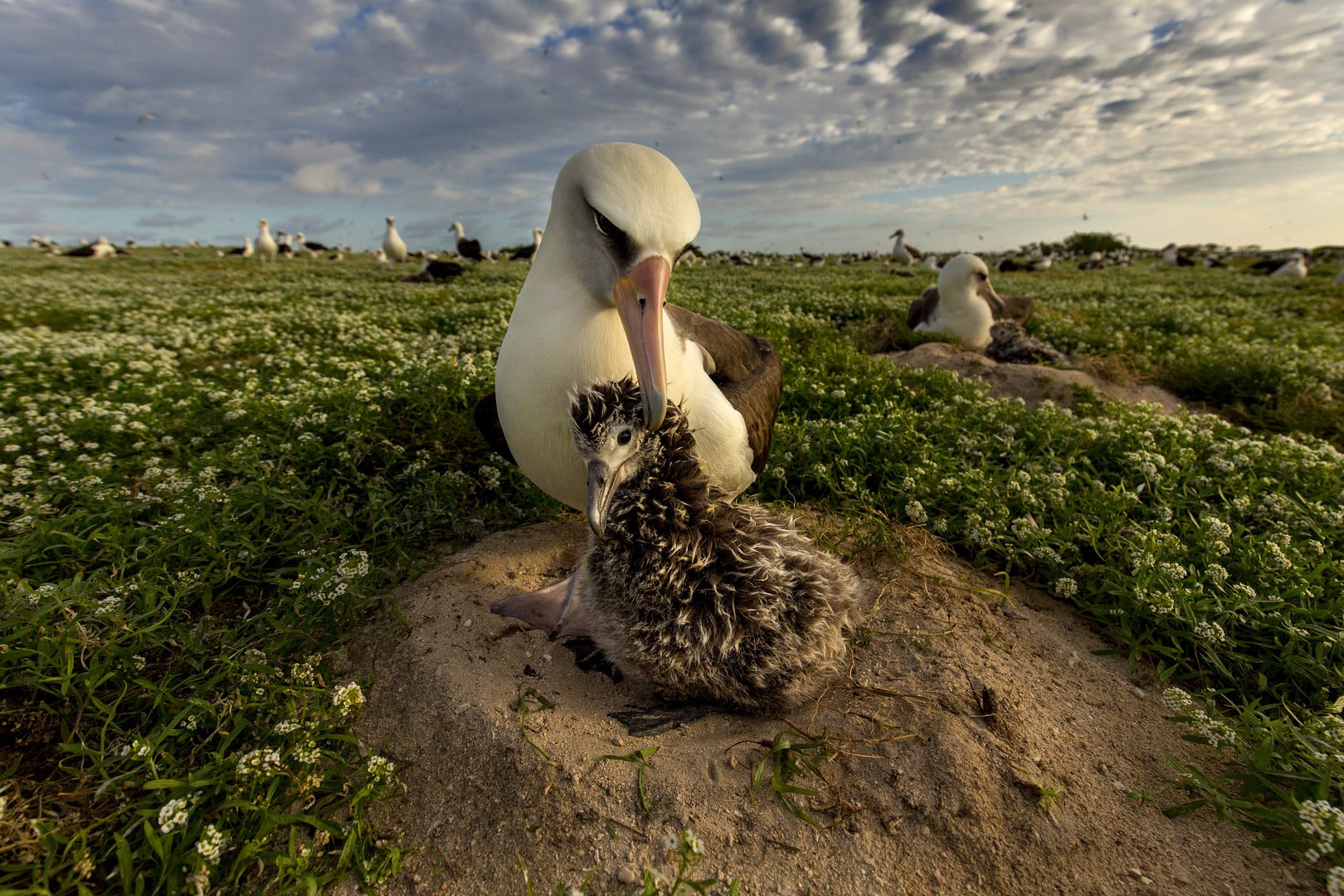 Midway Atoll National Wildlife Refuge Battle of Midway 