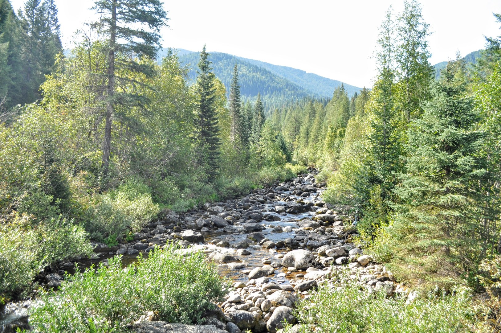 Escape to the Pines: Idaho's Berlin Flat Campground - Your Gateway to Adventure