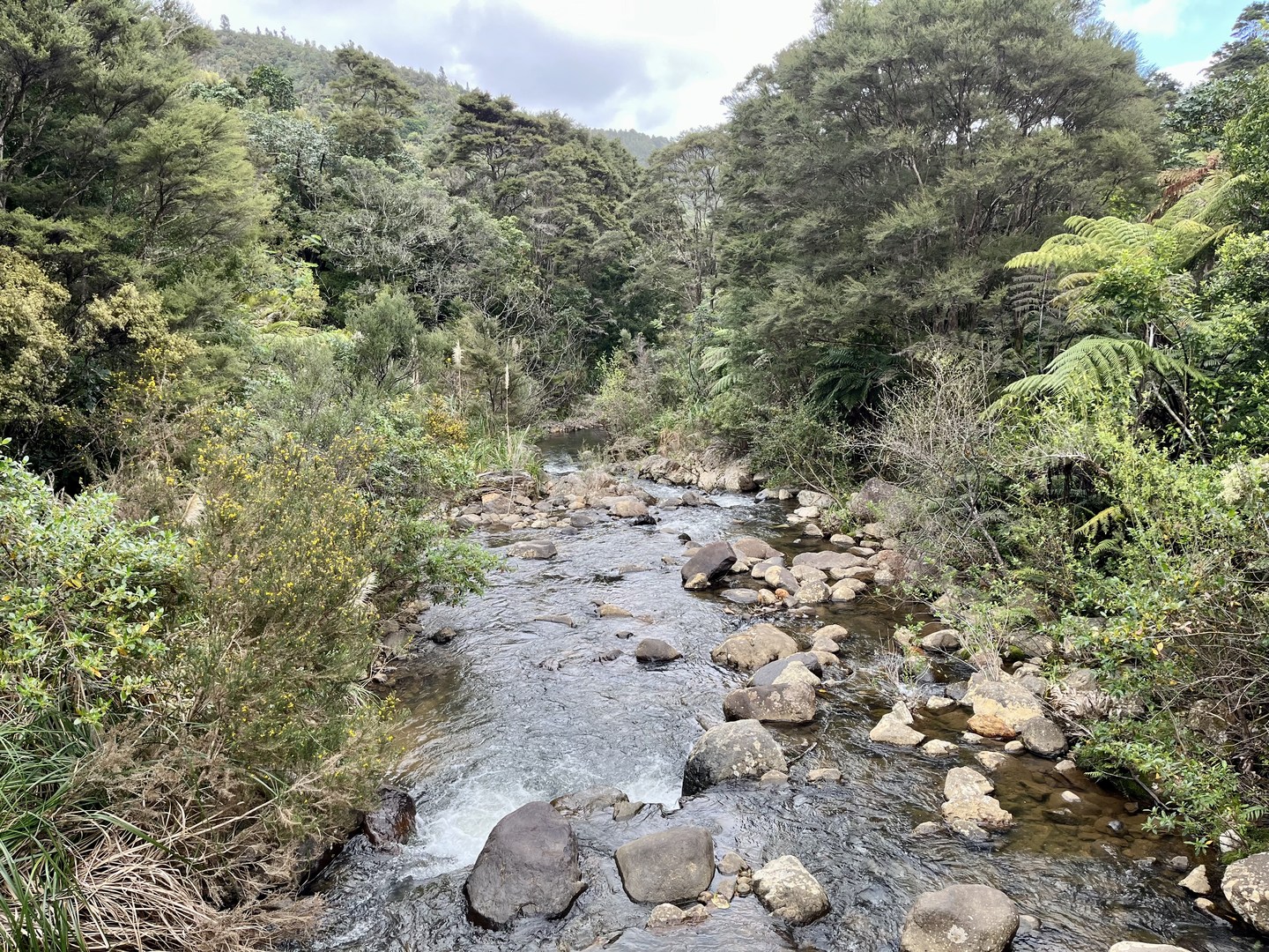 Waiomu Kauri Grove | Outdoor Project