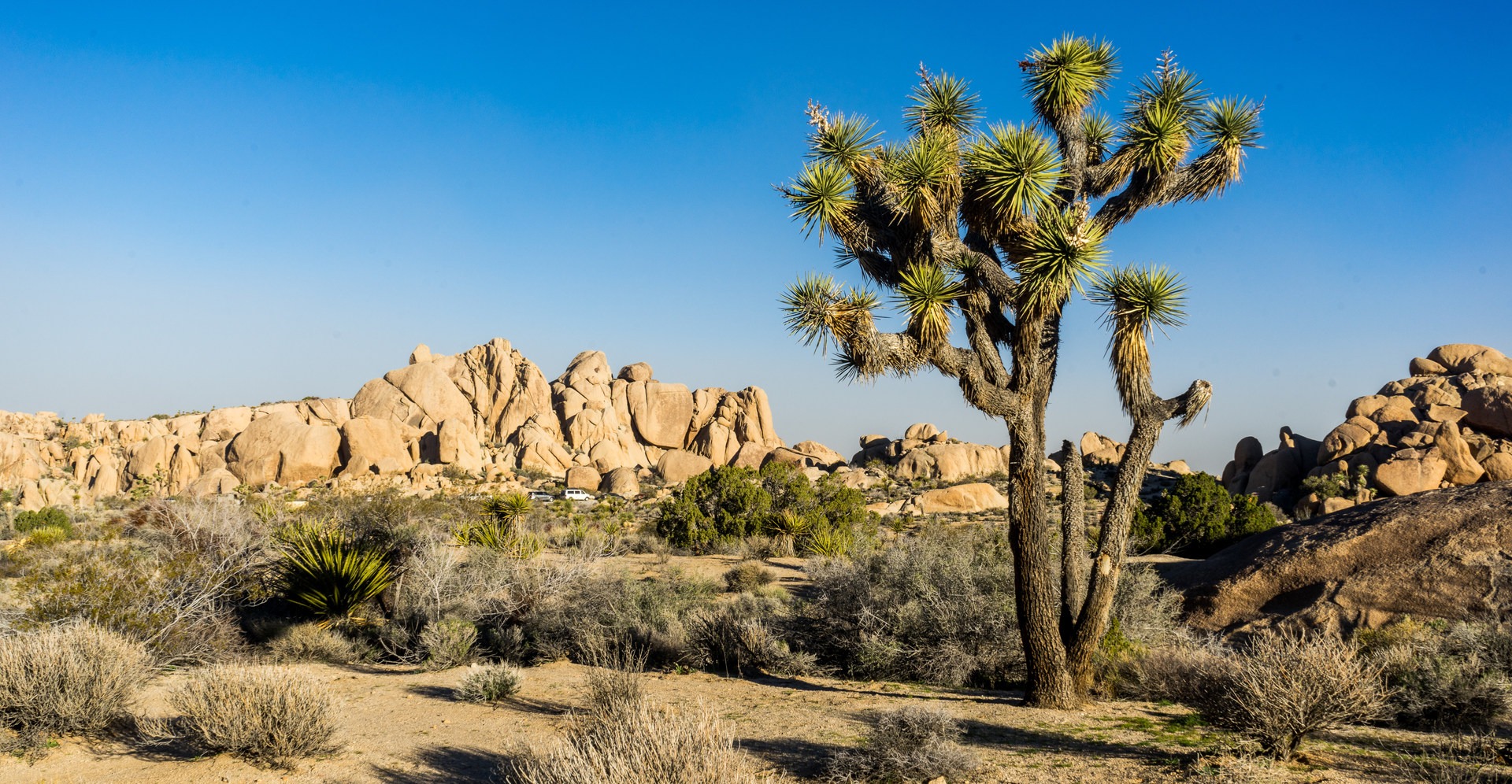 11 Best Day Hikes In Joshua Tree National Park | Outdoor Project