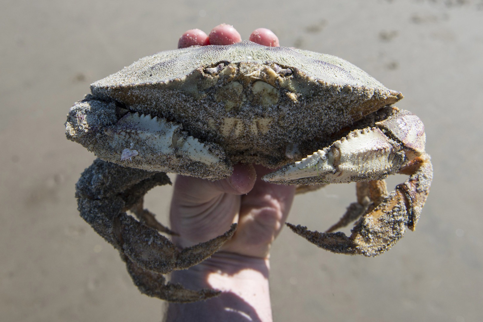 Crabbing + Clamming On The Oregon Coast: Rules, Regulations + Licenses ...