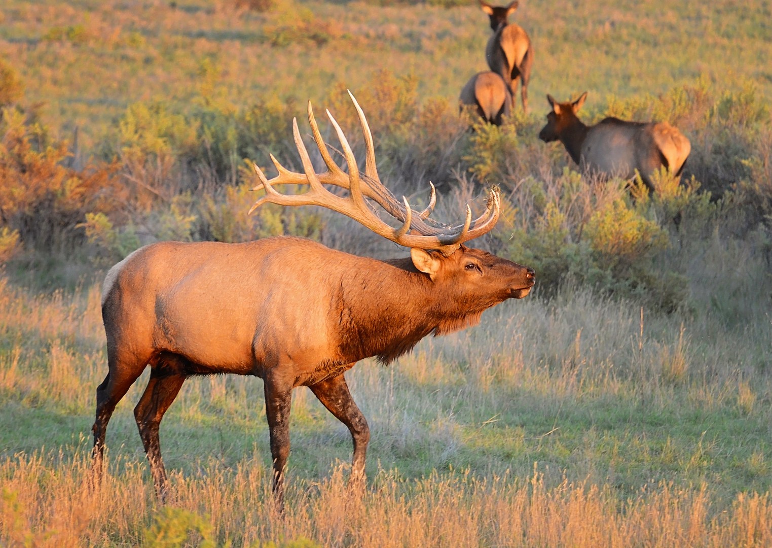 Central Montana: Best Wildlife Experiences in the West  Outdoor Project