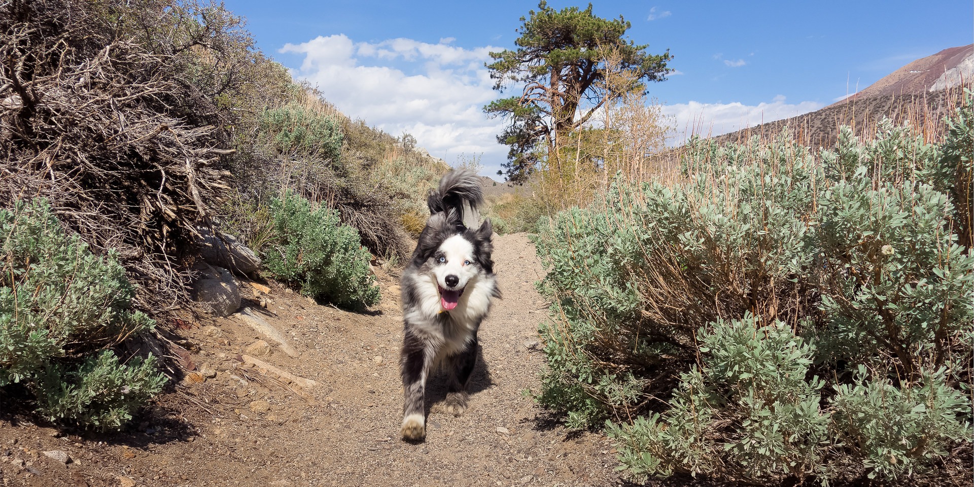 A Guide to Summer Adventuring with Your Dog | Outdoor Project