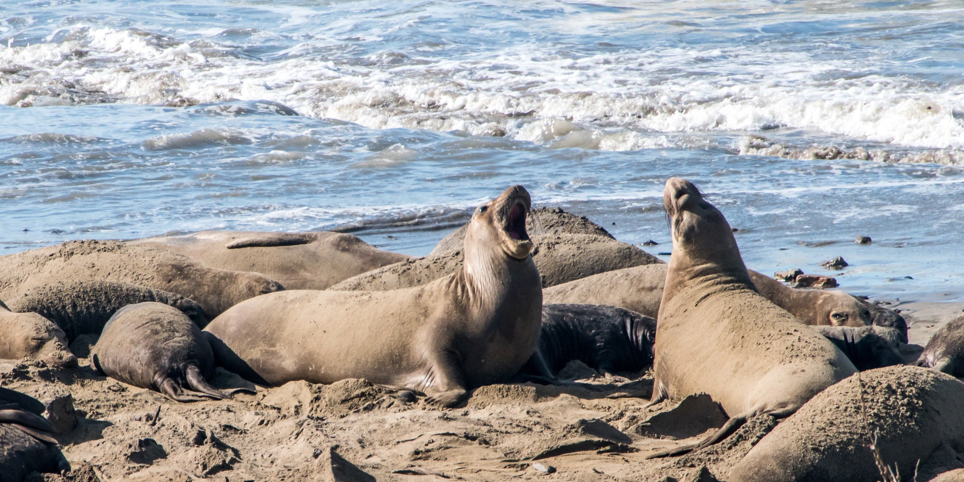 Elephant Seals of Año Nuevo | Outdoor Project