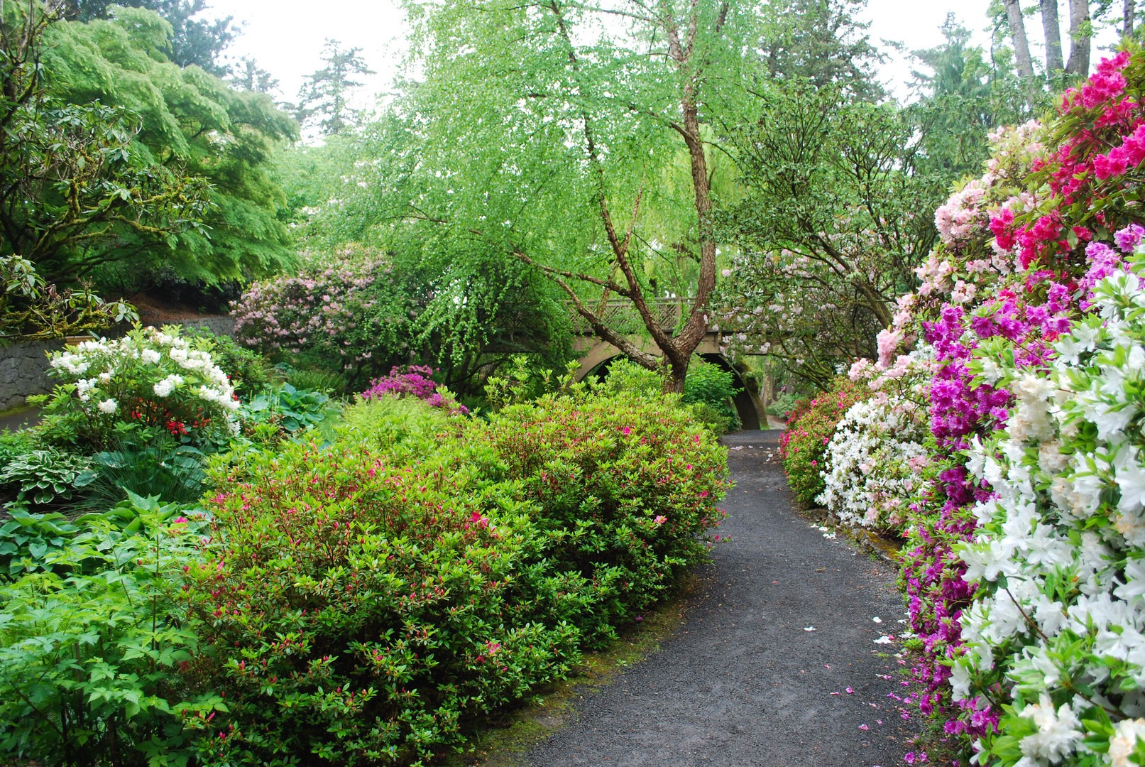 Crystal Springs Rhododendron Garden | Outdoor Project