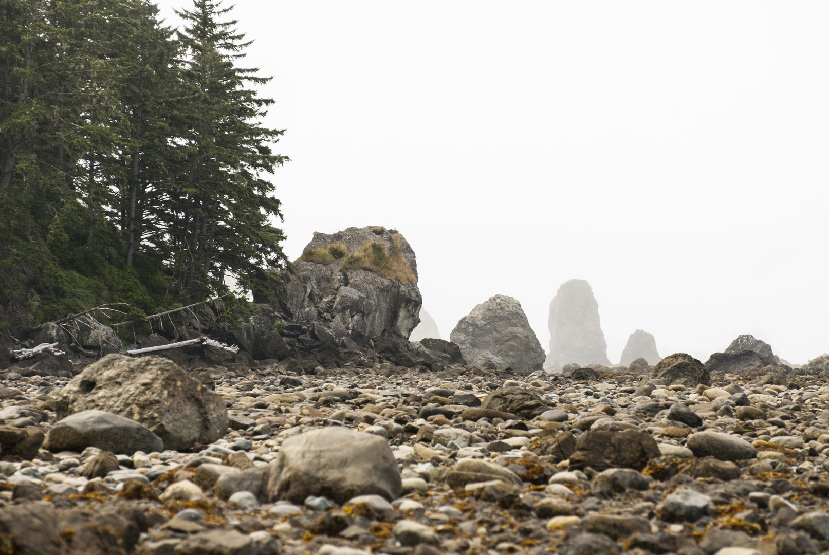 Ozette triangle loop clearance trail