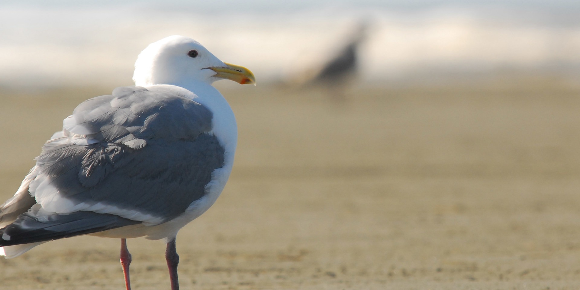 Ocean Shores Beach | Outdoor Project