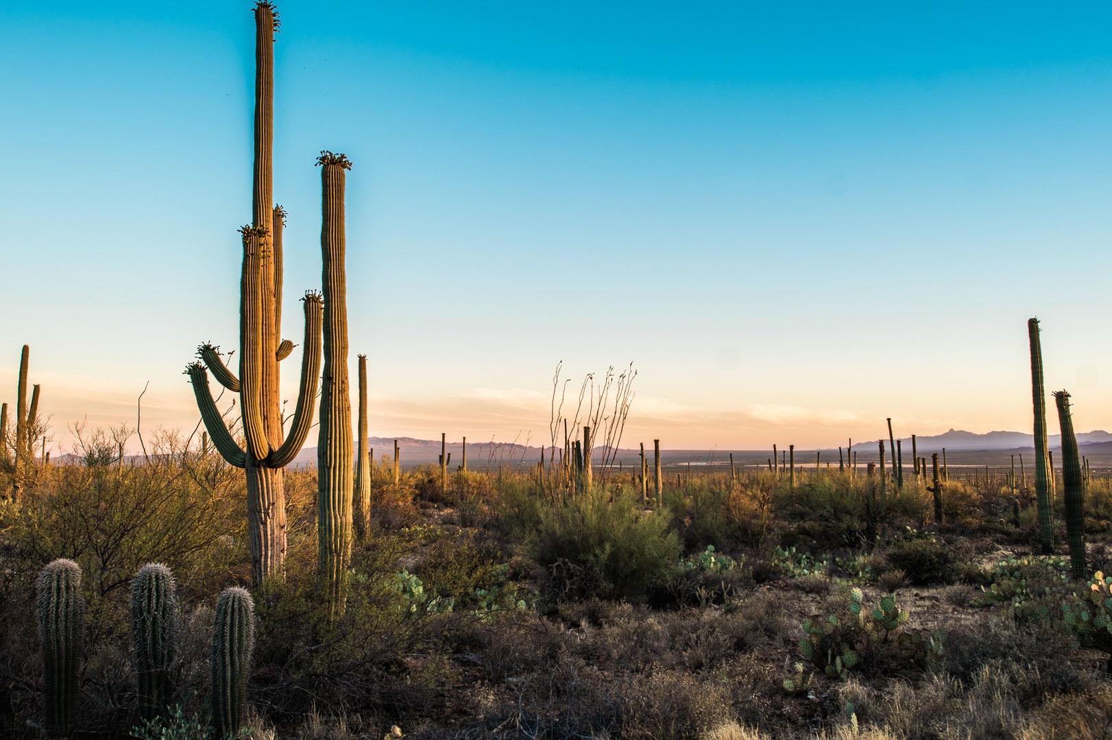 Saguaro National Park | Outdoor Project