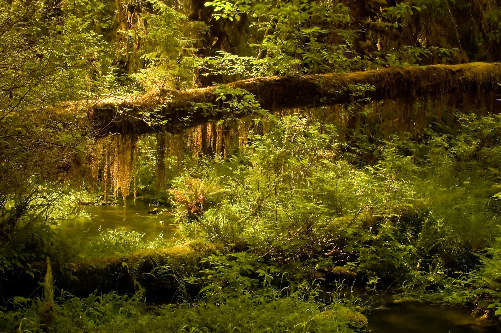 Hoh Rain Forest s Hall of Moss Trail Outdoor Project