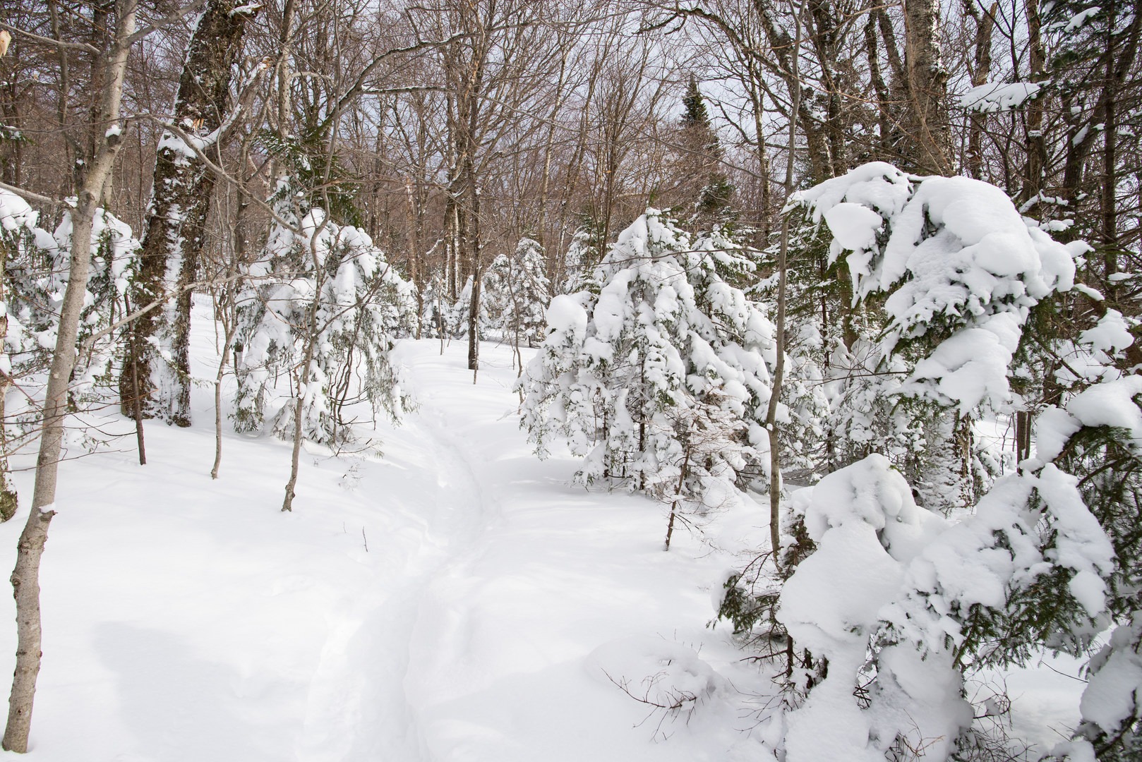 Camels Hump Via The Burrows Trail | Outdoor Project