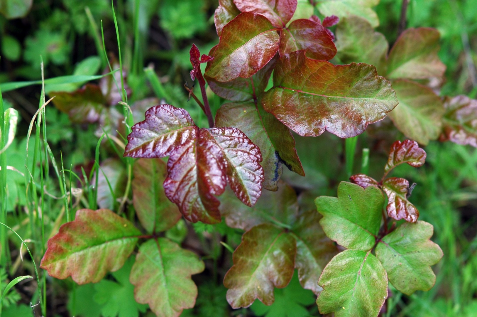 Poison Oak Poison Ivy What You Need To Know Outdoor Project   Poison Oak 