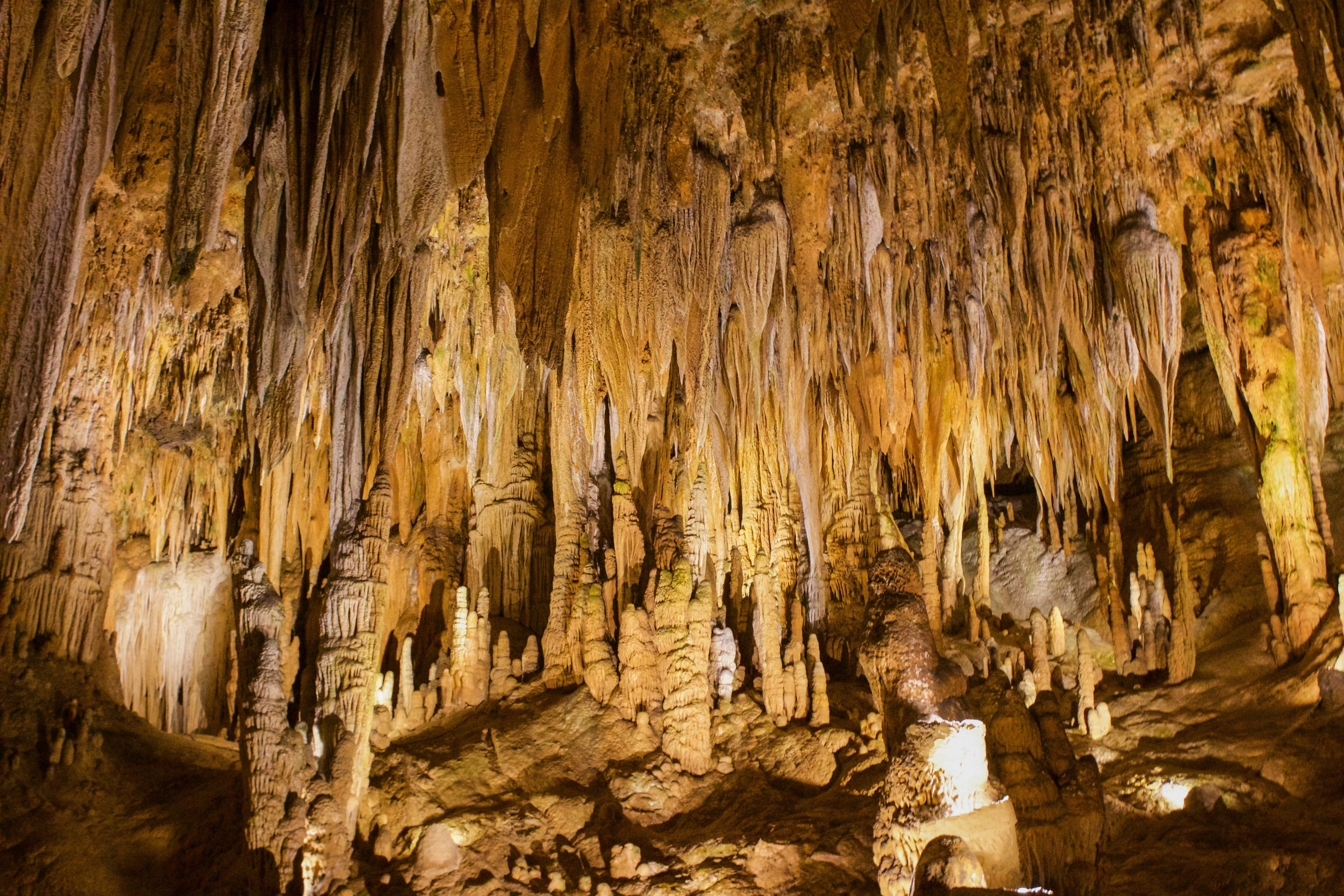 can i bring my dog to luray caverns