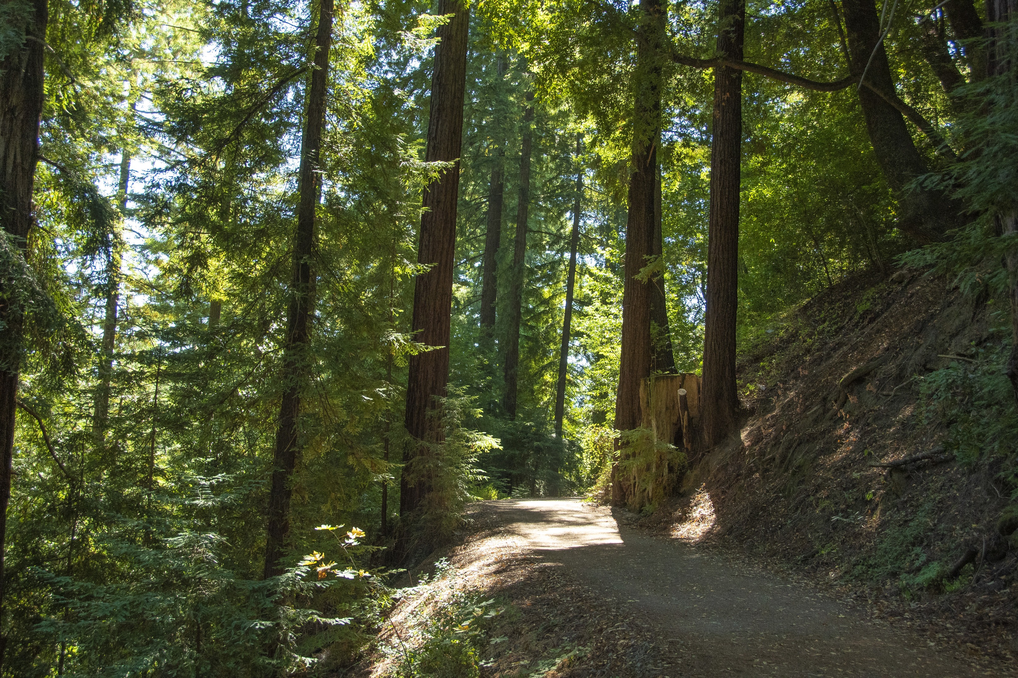 are dogs allowed at bear creek nature trail