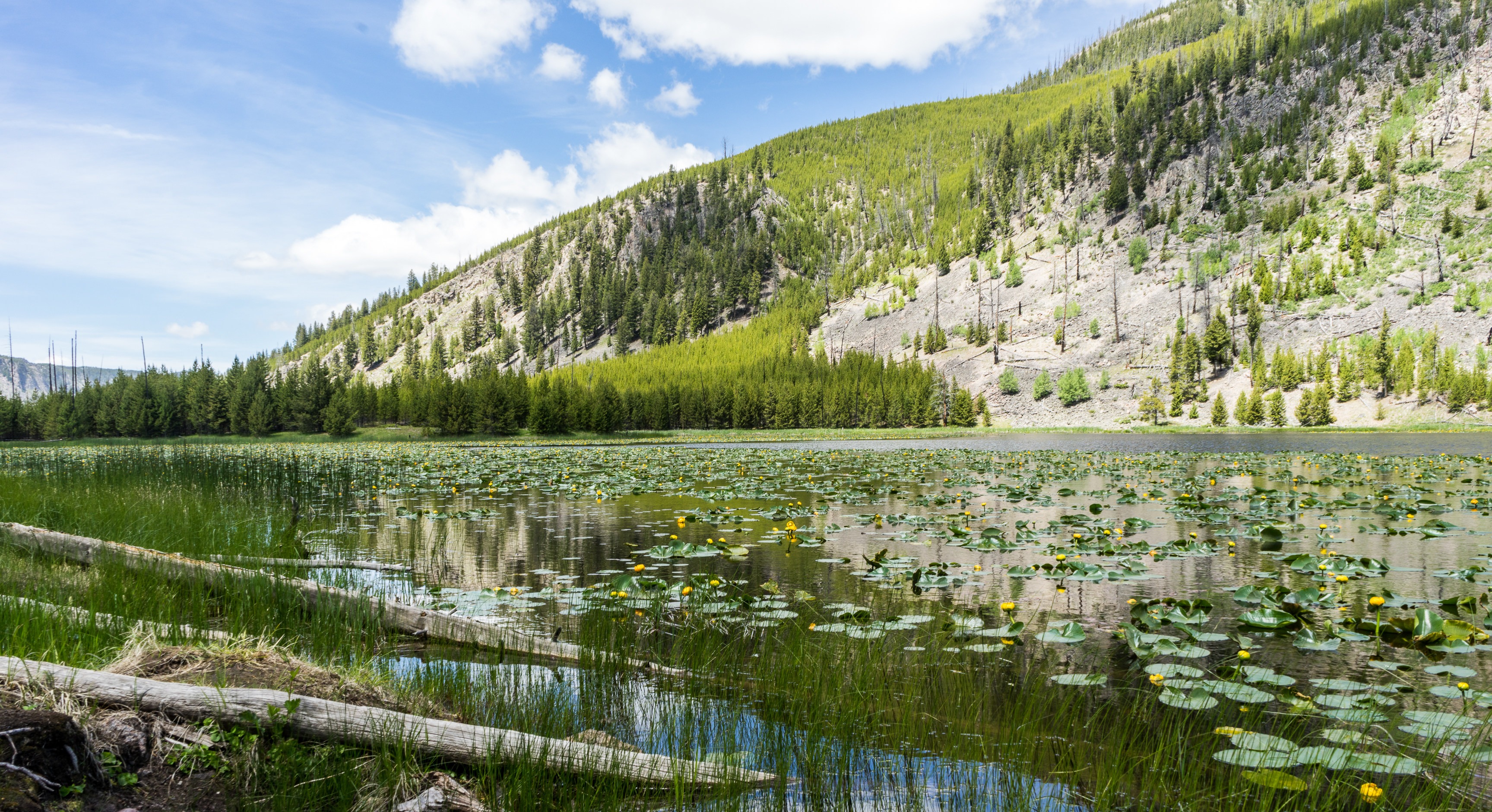 Harlequin lake yellowstone hotsell