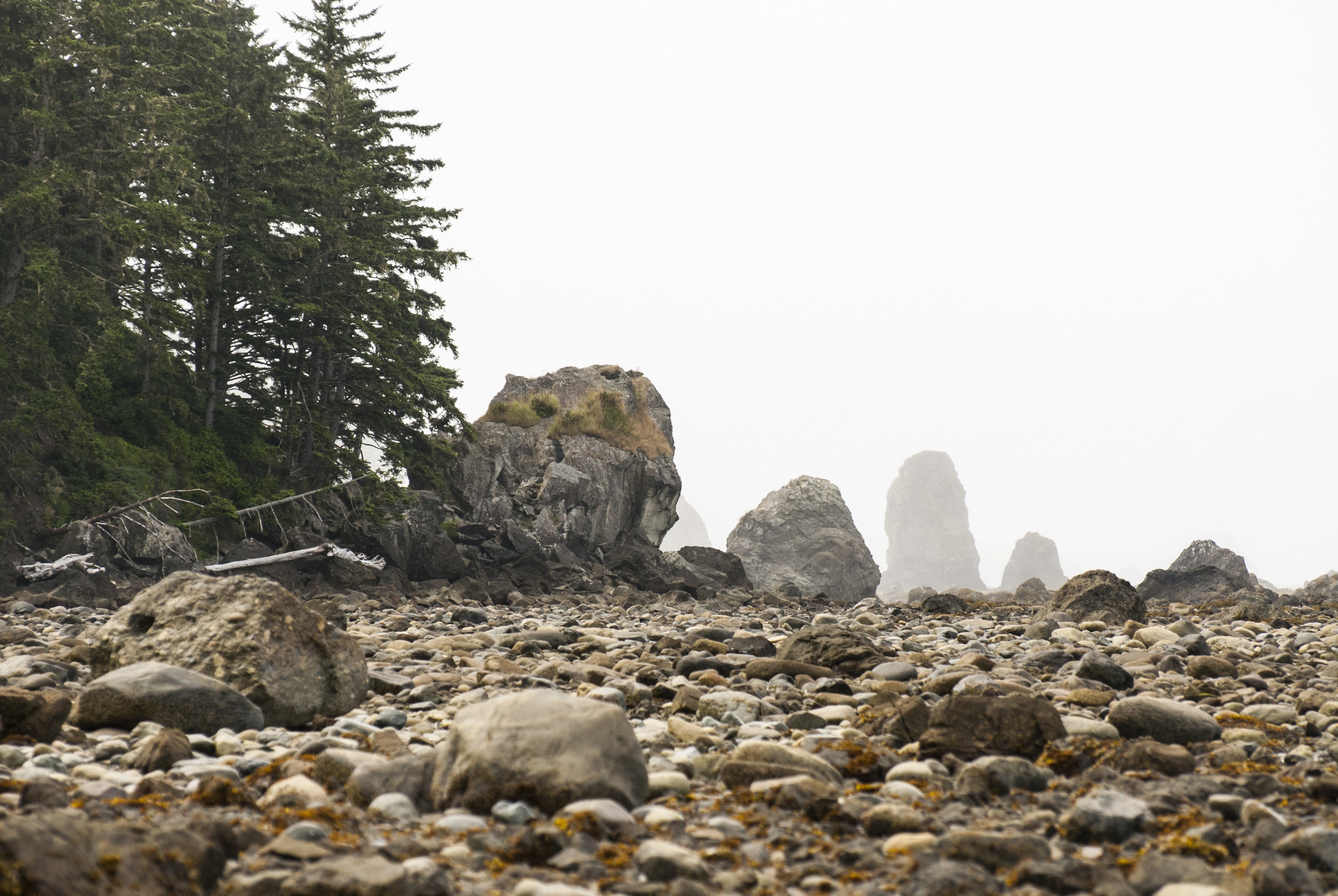 Ozette 2024 loop trail