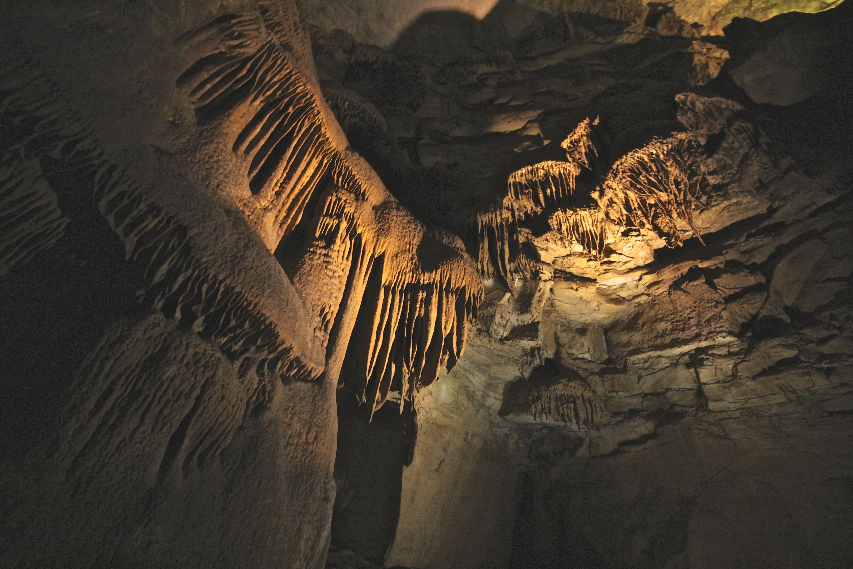 are dogs allowed in mammoth caves