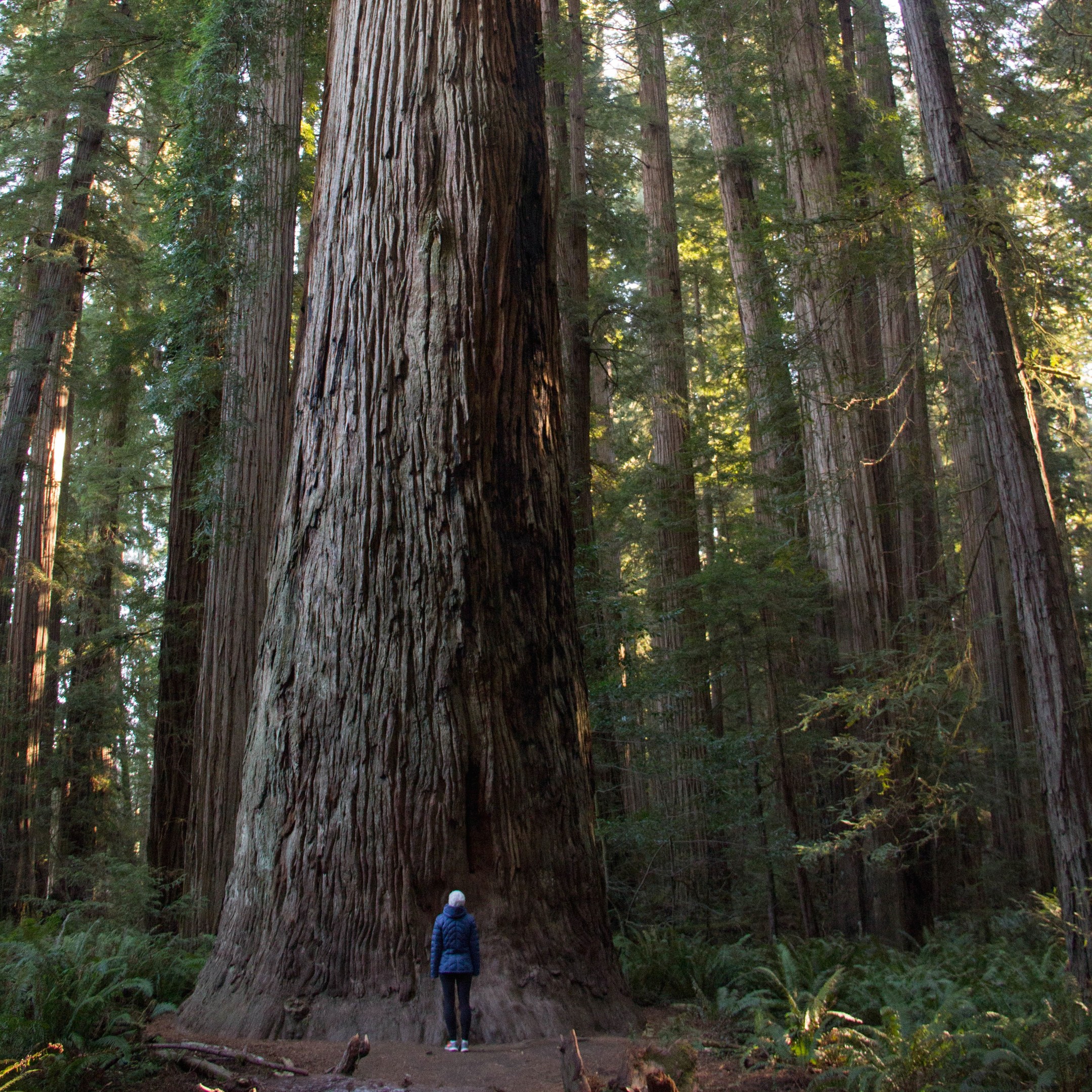 Stout Memorial Grove | Outdoor Project