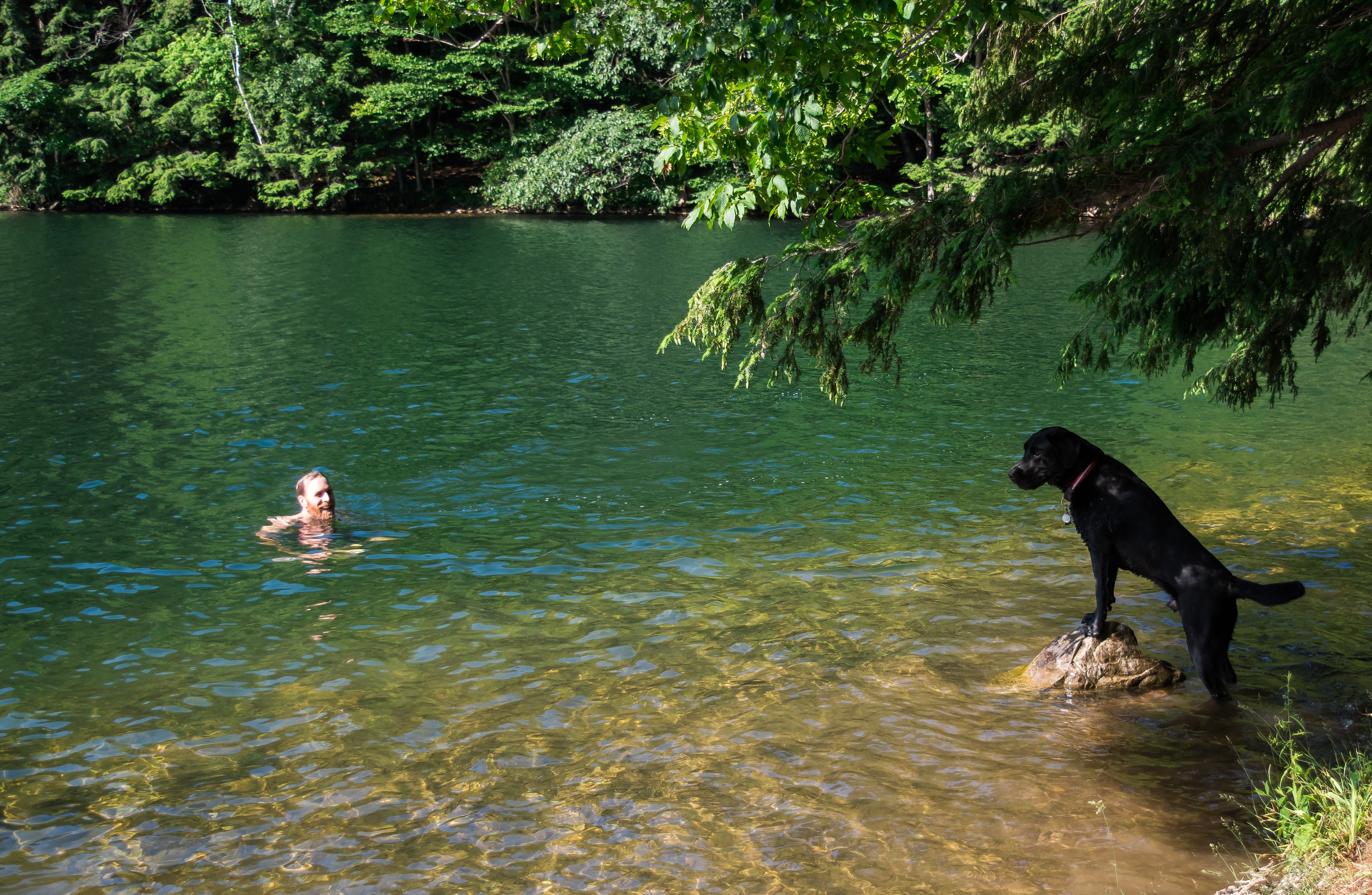 are dogs allowed at emerald lake park