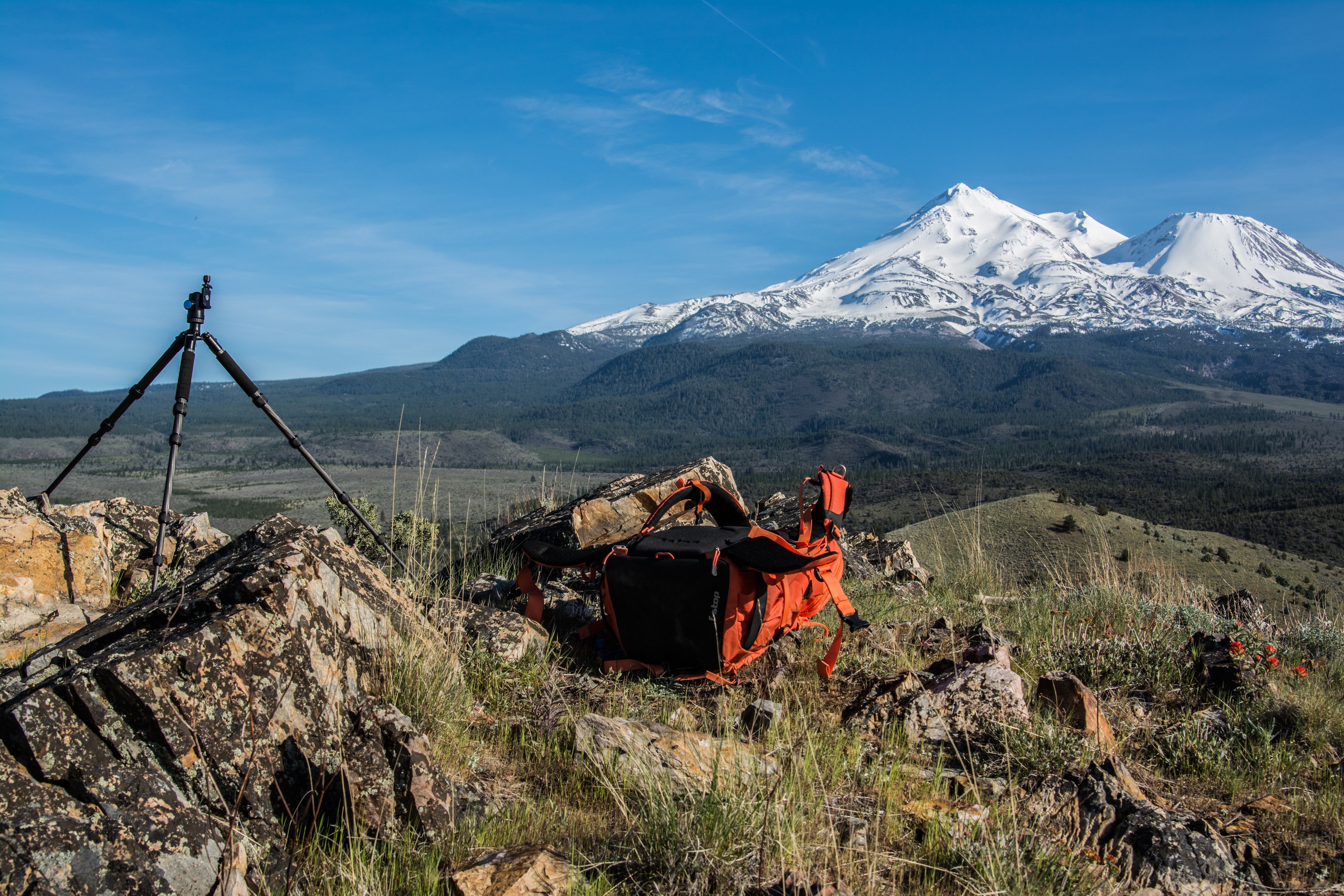 are dogs allowed in mount shasta