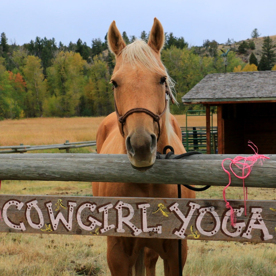 162 Horse Pose Yoga Stock Photos, High-Res Pictures, and Images - Getty  Images
