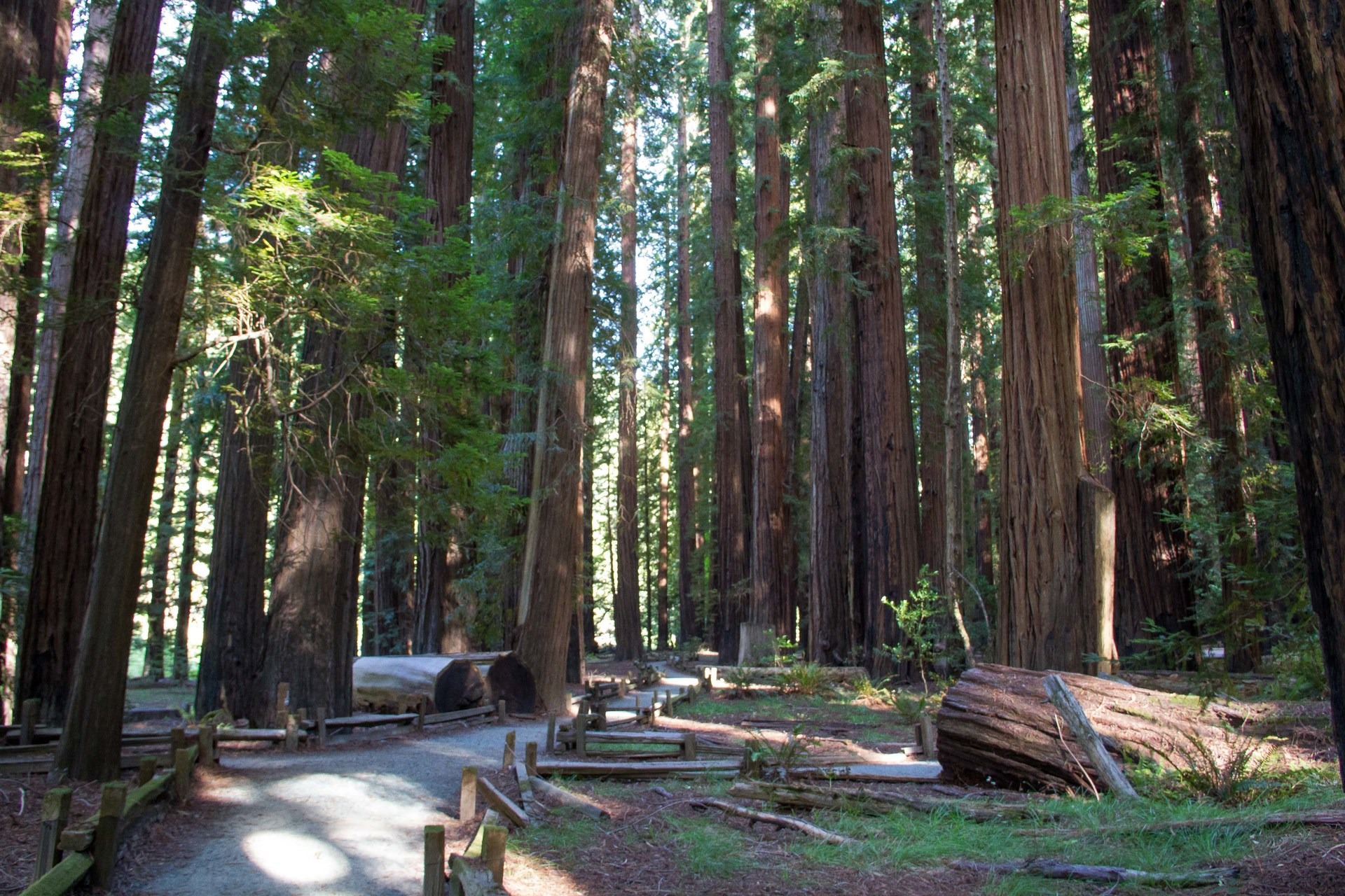 Richardson Grove State Park | Outdoor Project