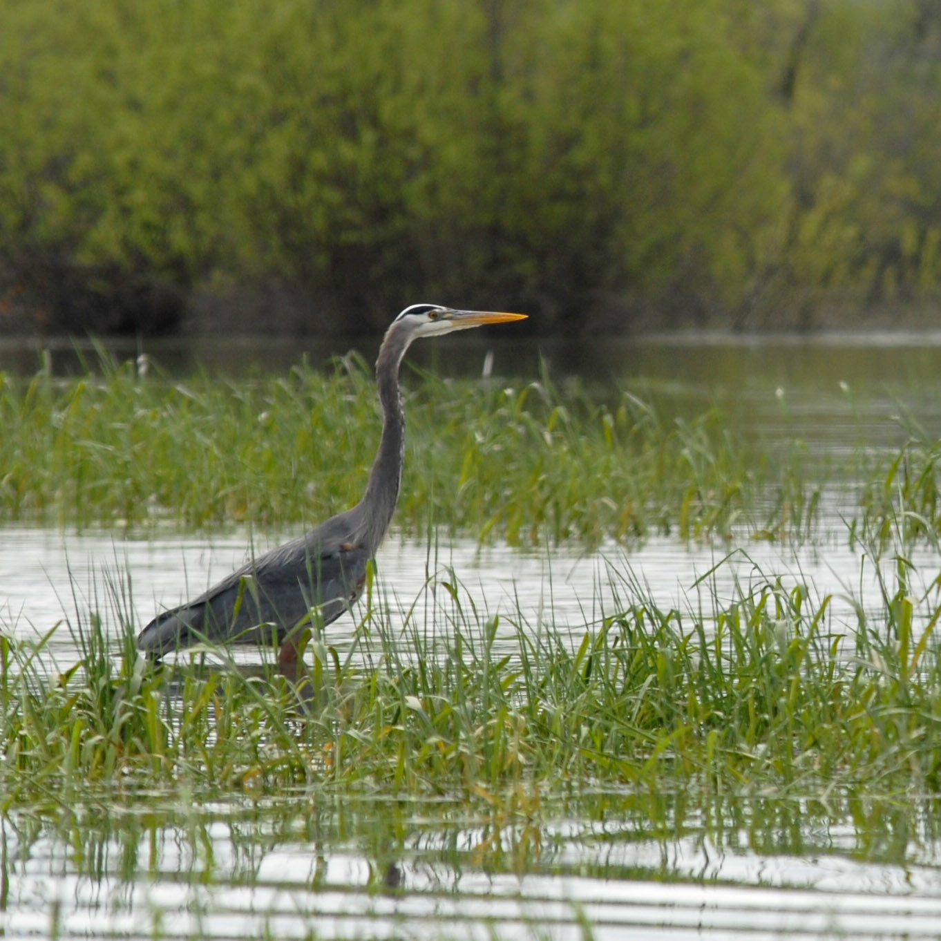 Sturgeon Lake on Sauvie Island | Outdoor Project