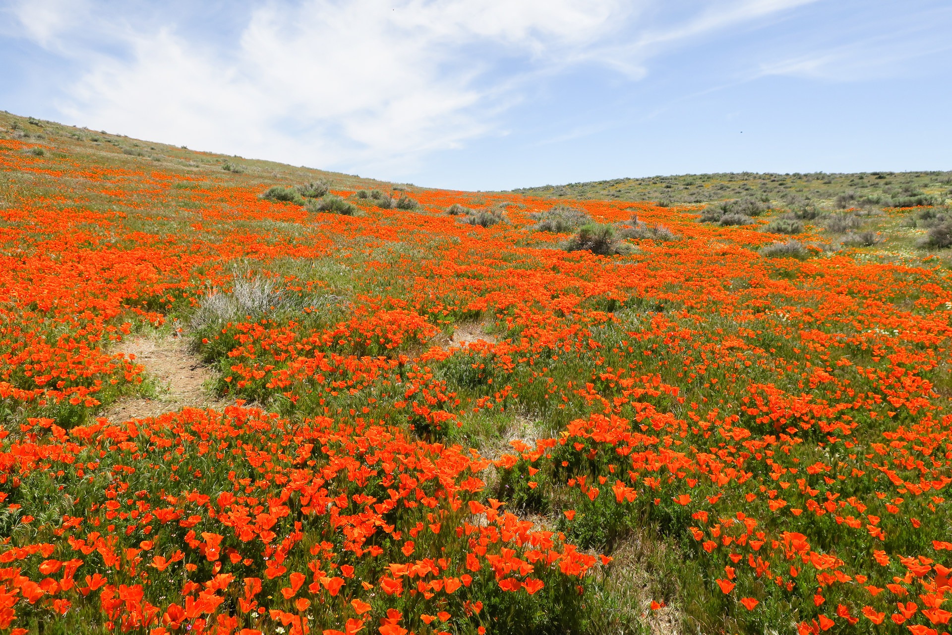 Antelope Valley Poppy Reserve Outdoor Project   So Much Orange 0 