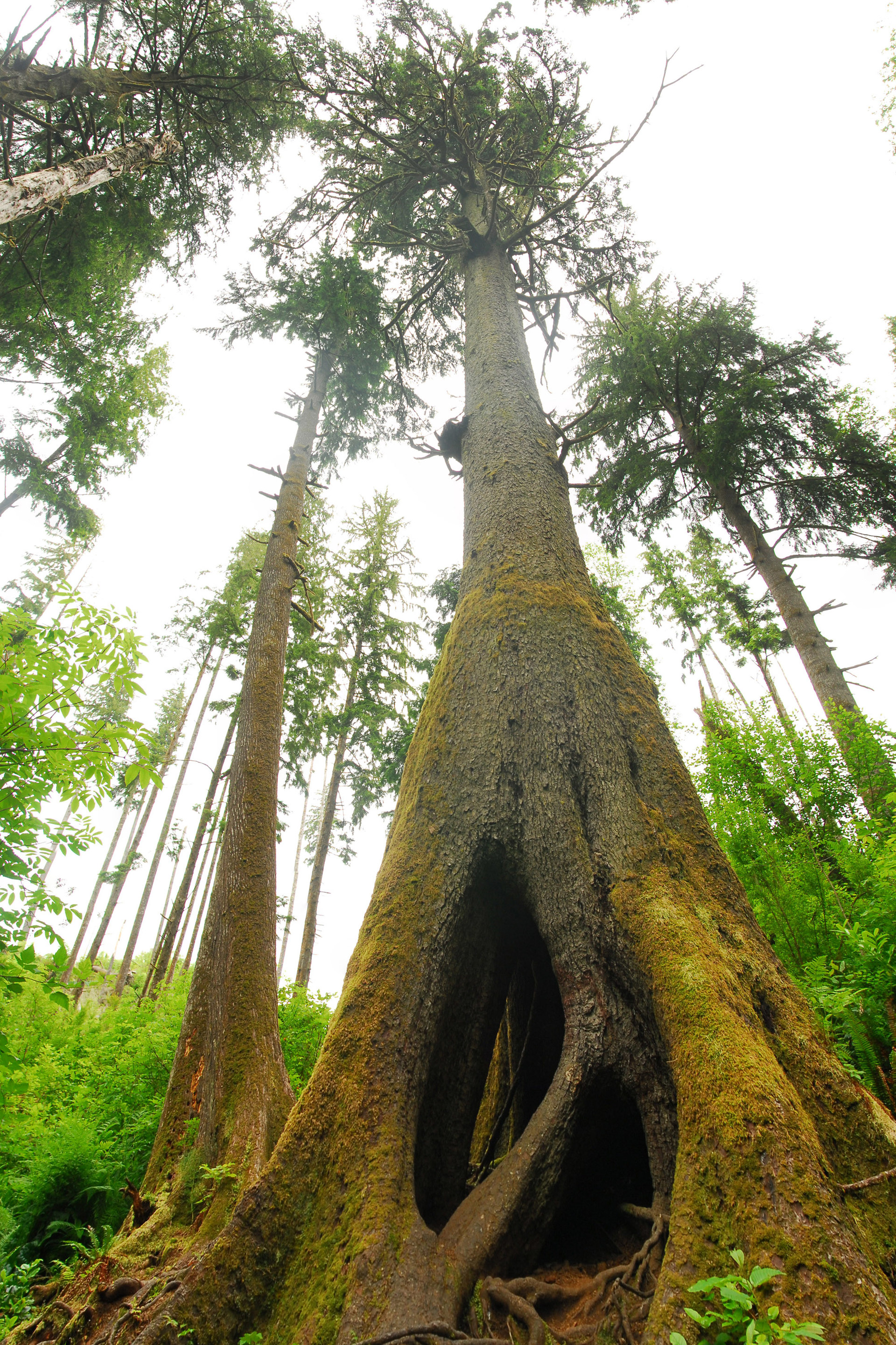 Cathedral Tree Hike Outdoor Project 