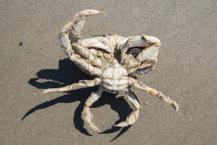 MultiBrief: Crabbing on the Oregon coast is a remarkable experience