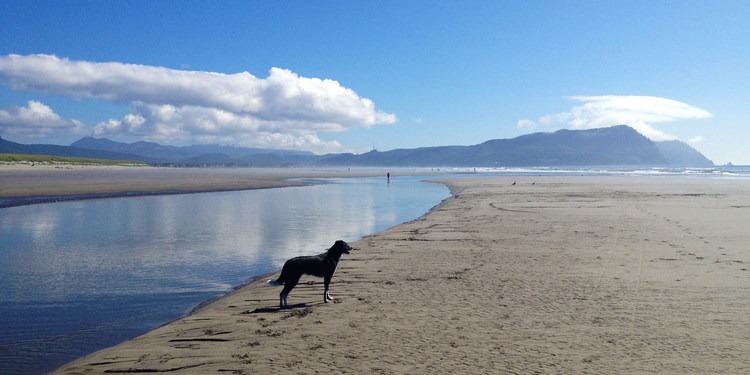 are dogs allowed on oregon beaches