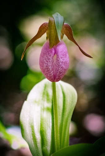 10 Incredible Wildflower Hikes In Great Smoky Mountains National Park Outdoor Project