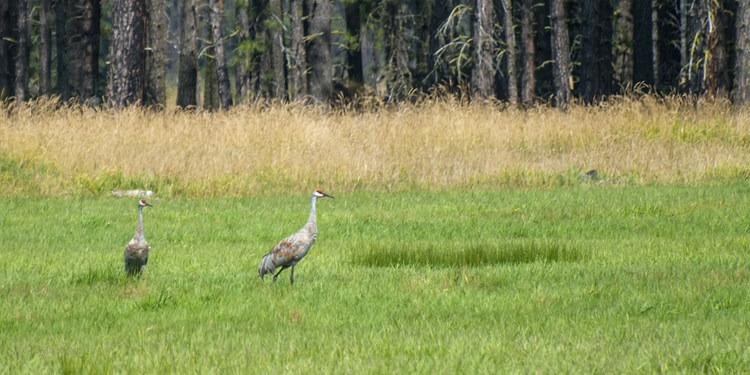 Greater Sandhill Cranes in Washington - eBird Pacific Northwest