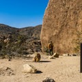 11 Best Day Hikes In Joshua Tree National Park - Outdoor Project